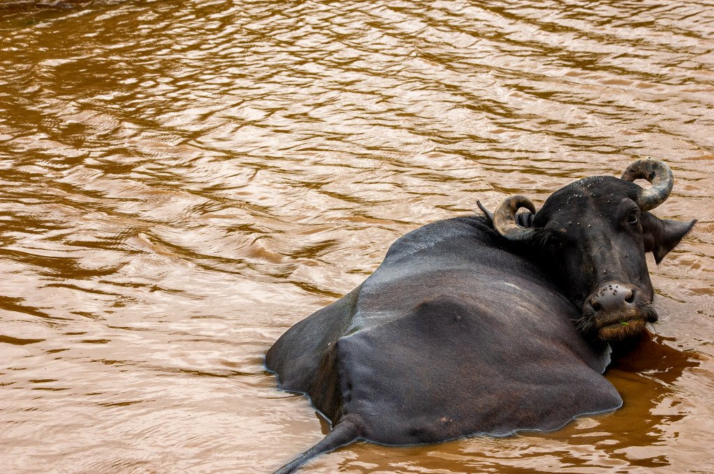 Radžastanas, Indija 2008 m.