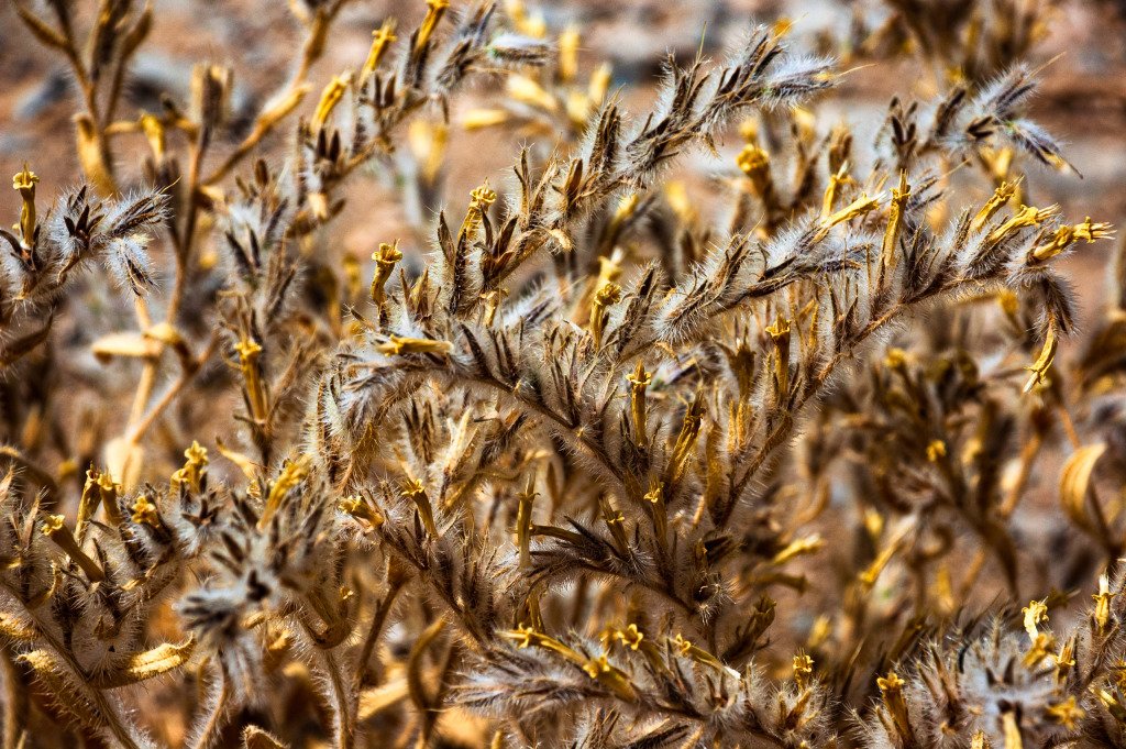 Persepolis, Iranas 2008 m.