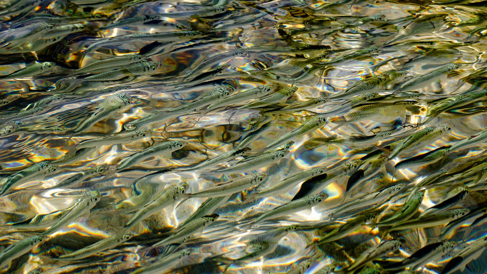 Sinchroniškumas, Indonezija, 2015 m.