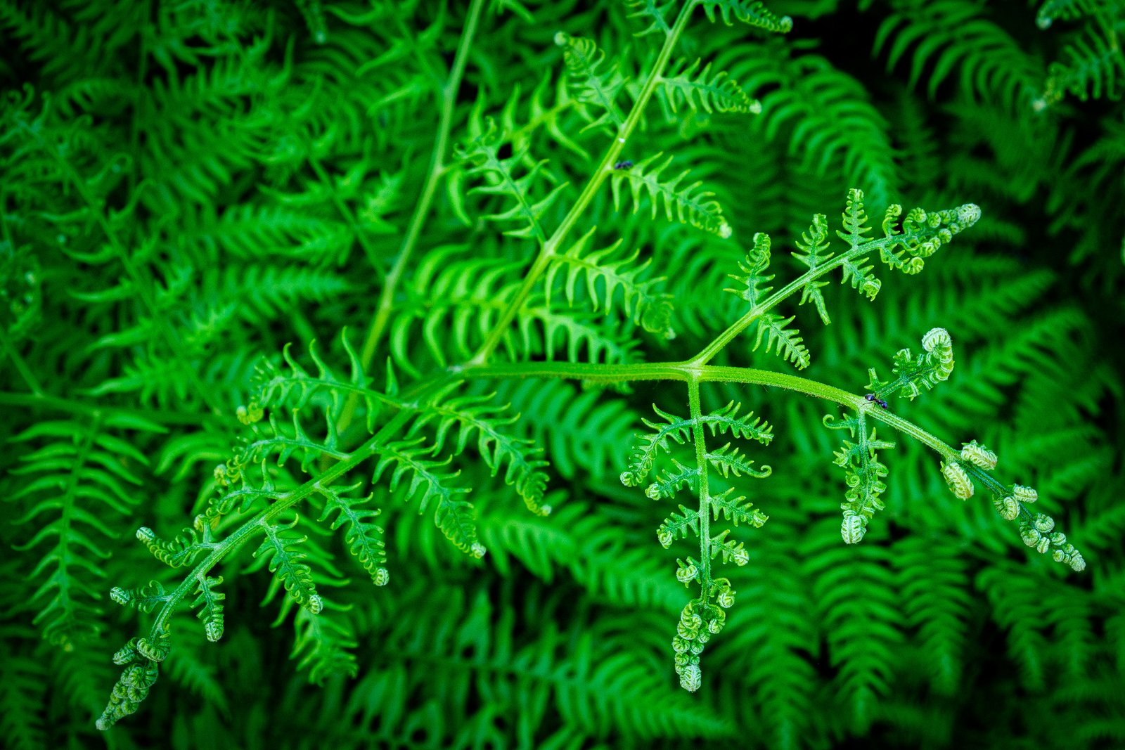 Paparčio žiedas, Lietuva