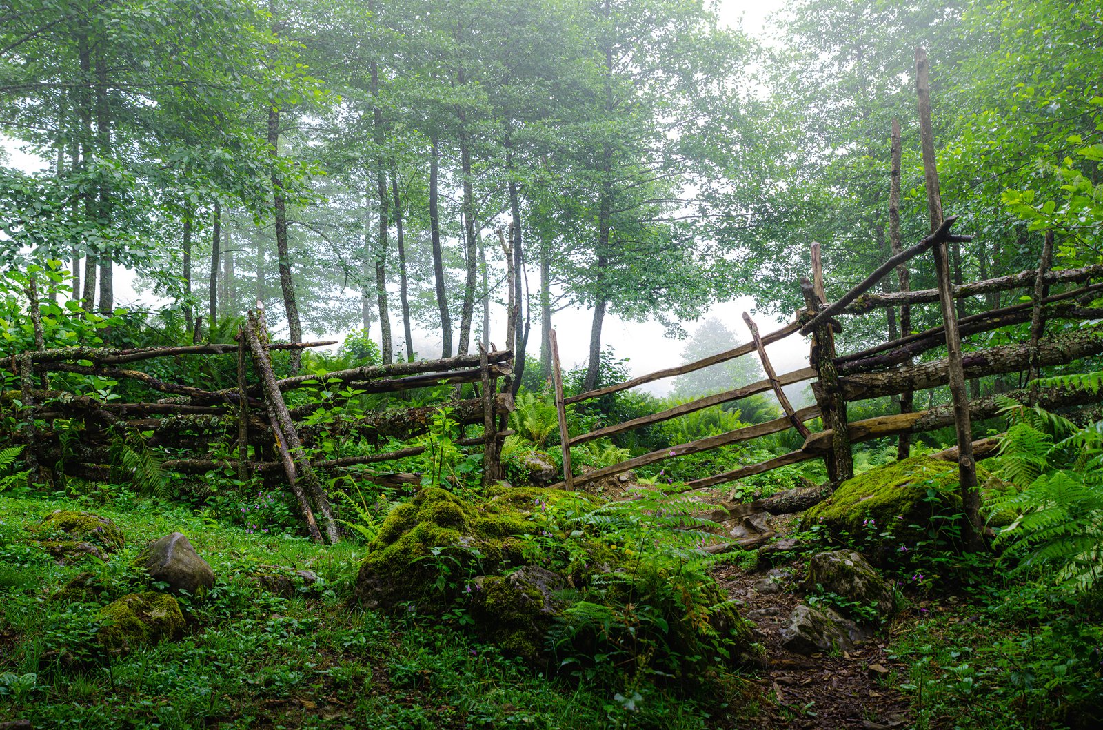 Takas, Gruzija 2014 m.